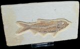 Knightia Fish Fossil - Wyoming #6578-1